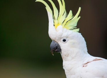 Feather Forensics Might well well also Help Nab Poachers