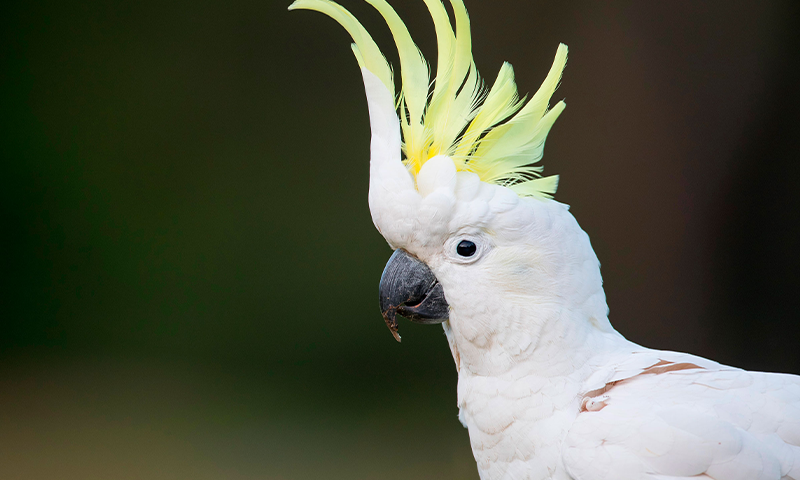 Feather Forensics Might well well also Help Nab Poachers